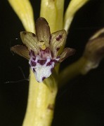Corallorhiza maculata - YellowStemCoralRoot 08 a
